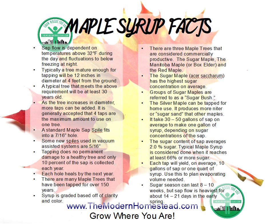 Maple Syrup Fact Infographic — Steemit
